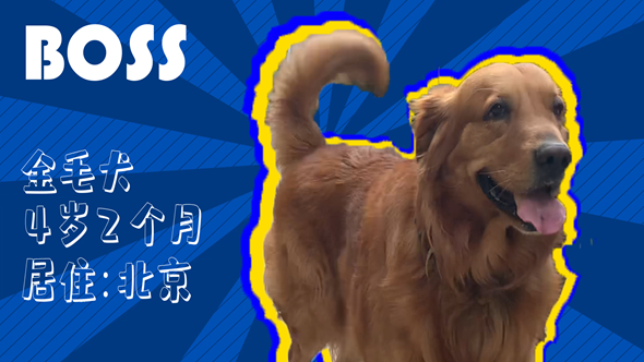 有效拴繩&科學(xué)遛狗——如何文明養(yǎng)犬？“撿屎官”們快看過來！