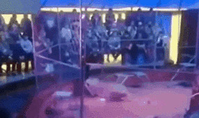 驚險！ 俄馴獸師遭失控獅子撲咬