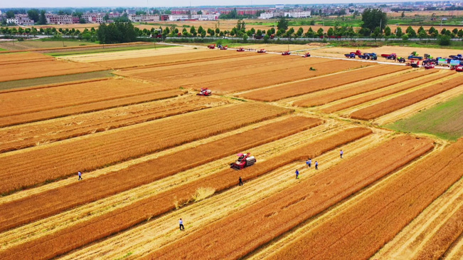 瞰豐收！風(fēng)吹麥浪 &ldquo;鐵馬&rdquo;馳騁