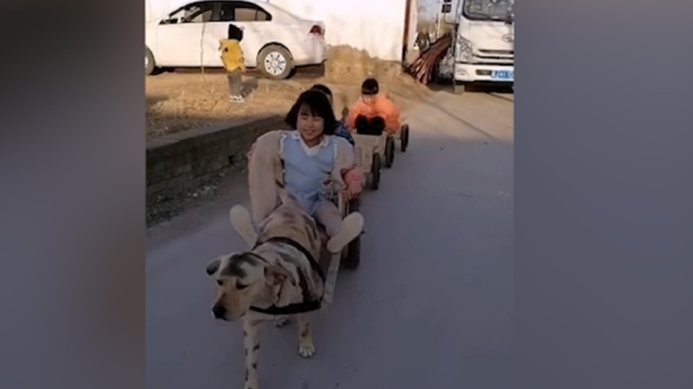 男子給孩子做縮小版小火車，家里的狗狗做動(dòng)力拉著孩子上學(xué)