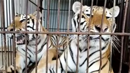 專家分析：老虎咬死飼養(yǎng)員事件 暴露哪些問題？