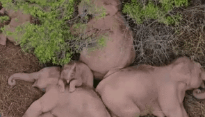 &ldquo;象&rdquo;往何處？ 亞洲象的&ldquo;正確睡姿&rdquo;什么樣？