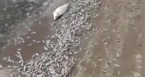 調(diào)查！藍綠藻暴發(fā) 俄多地魚類大規(guī)模死亡