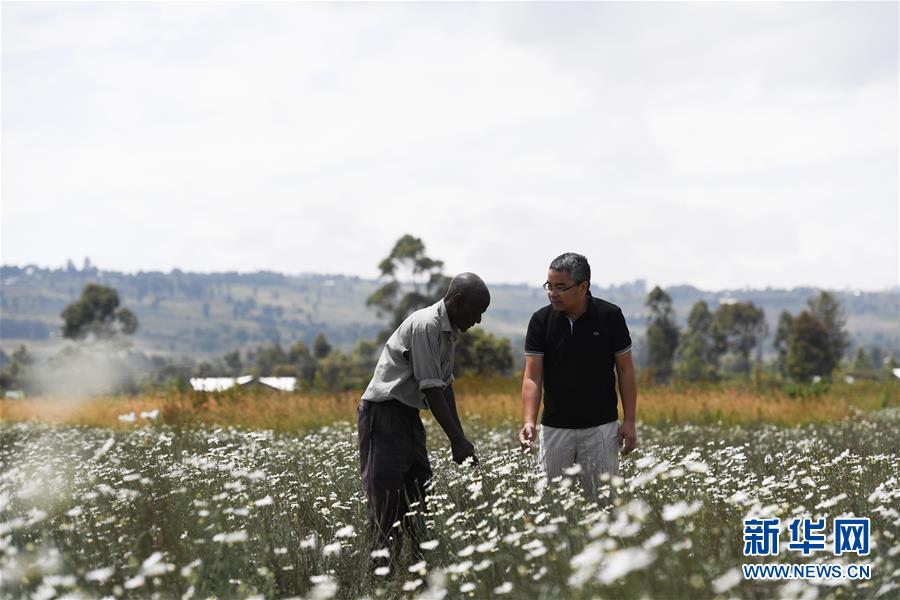 （國(guó)際&middot;中非合作論壇）（1）中國(guó)技術(shù)讓肯尼亞除蟲菊種植者受益頗多