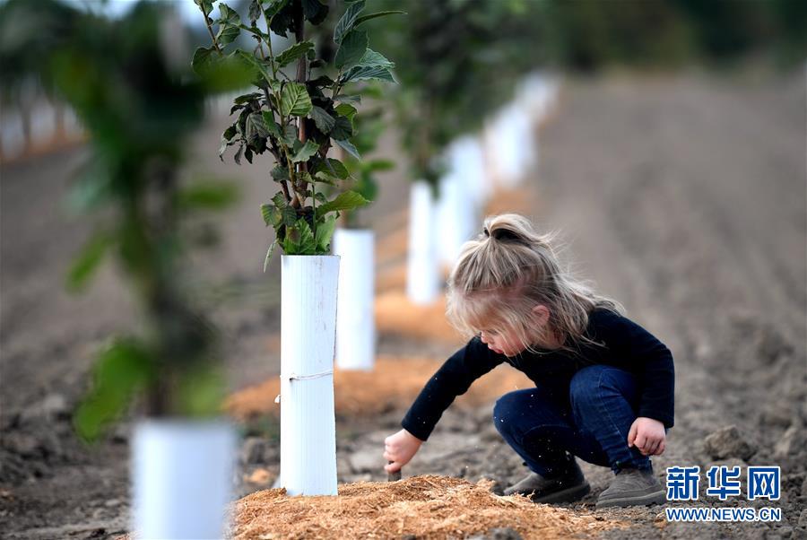 （國際&middot;圖文互動）（10）&ldquo;這些樹寄托著我們對中國市場的信心&rdquo;&mdash;&mdash;探訪美俄勒岡州榛子果農