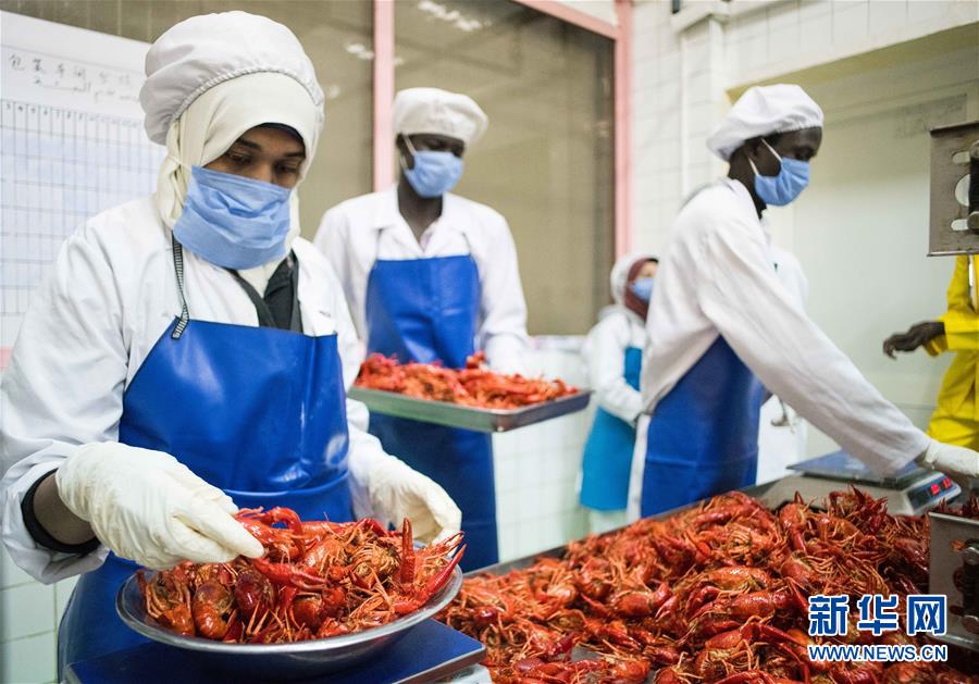 （國(guó)際&middot;圖文互動(dòng)）（7）從尼羅河畔到中國(guó)餐桌&mdash;&mdash;一只&ldquo;洋&rdquo;小龍蝦的36小時(shí)旅程