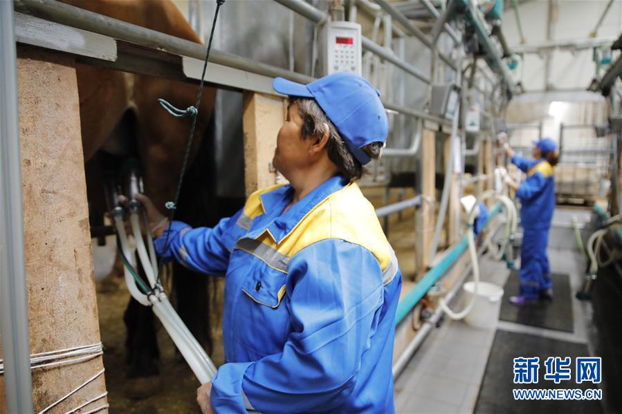 （國際&middot;圖文互動(dòng)）（3）從&ldquo;先遣隊(duì)&rdquo;到&ldquo;正規(guī)軍&rdquo;&mdash;&mdash;哈薩克斯坦駱駝奶粉入華記