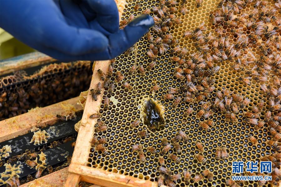 （第三屆進(jìn)博會&middot;圖文互動）（6）通訊：新西蘭的進(jìn)博會味道，甜