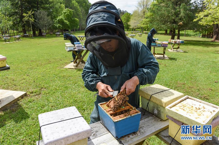 （第三屆進(jìn)博會&middot;圖文互動）（7）通訊：新西蘭的進(jìn)博會味道，甜