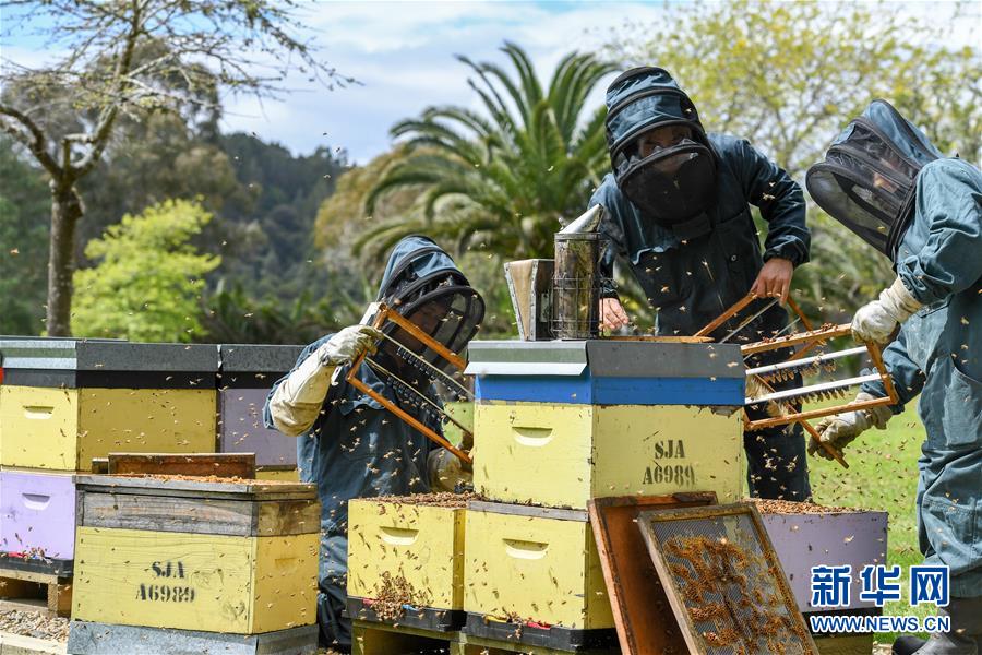 （第三屆進(jìn)博會&middot;圖文互動）（8）通訊：新西蘭的進(jìn)博會味道，甜